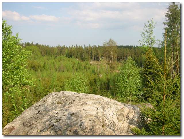 En föryngrad yta i skogen, strax bredvid sten 33