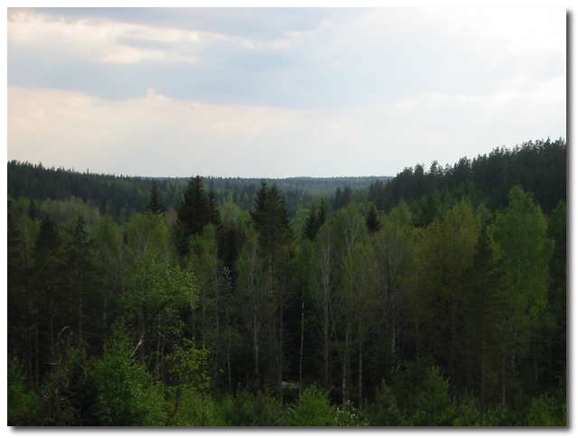 Milsvid skog