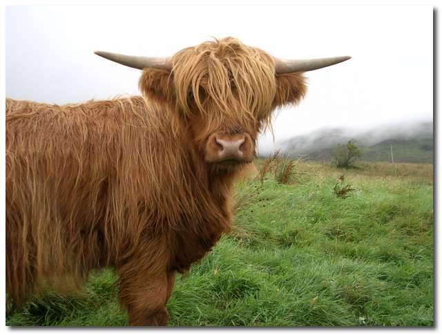 Typisk Highland Cattle