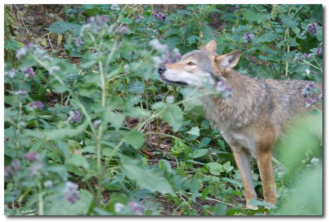 Varg (Canis lupus)