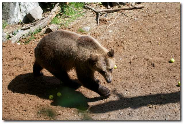 Björn (Ursus arctos arctos)