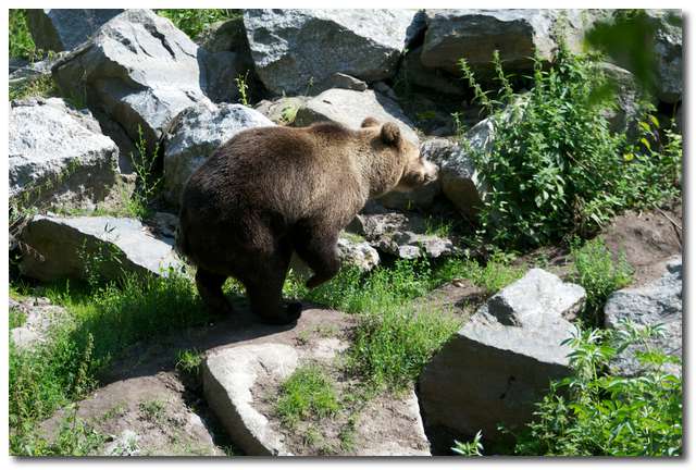 Björn (Ursus arctos arctos)