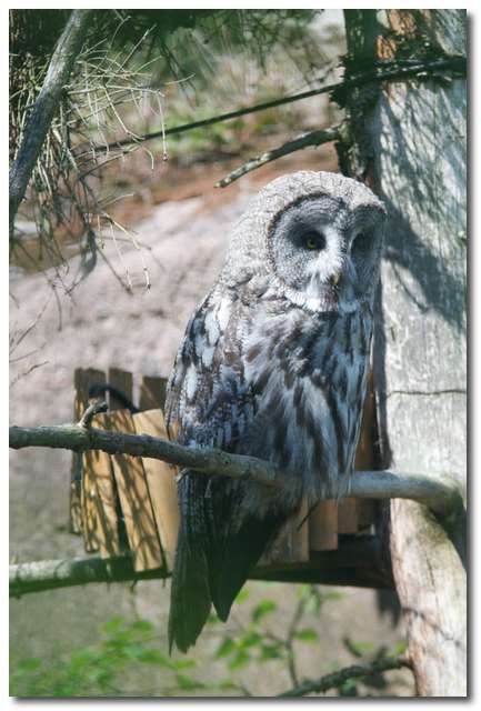 Lappuggla (Strix nebulosa)