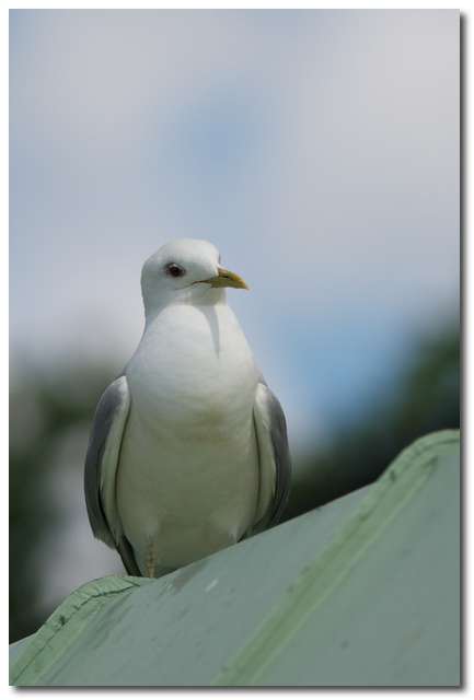 Fiskmås (Larus canus)