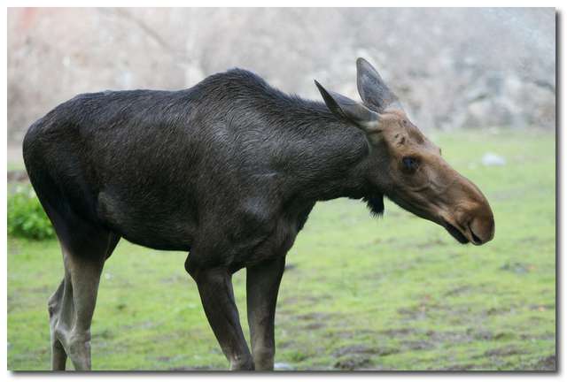 Älgkalv (Alces alces)