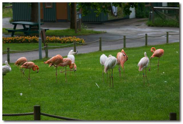 Flamingo (Phoenicopterus) Flera arter?
